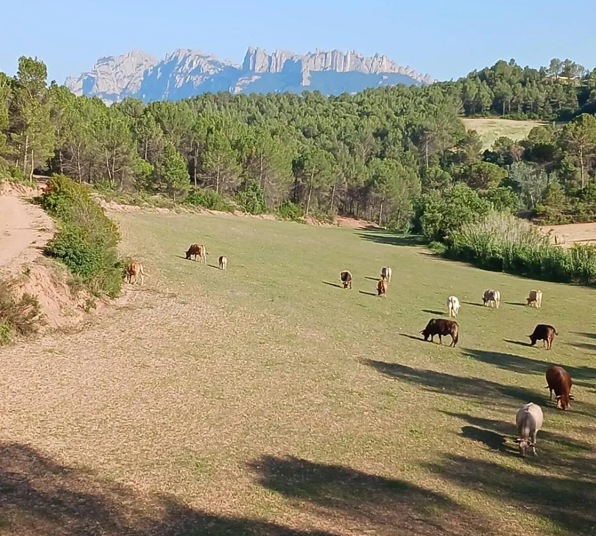 Mas Set-Rengs Agroturisme - Completo Guardiola de Font-Rubi Holiday home