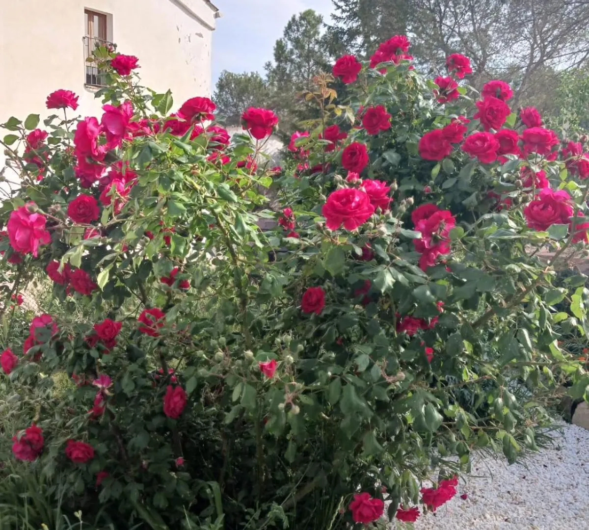 Mas Set-Rengs Agroturisme - Completo Guardiola de Font-Rubi Holiday home